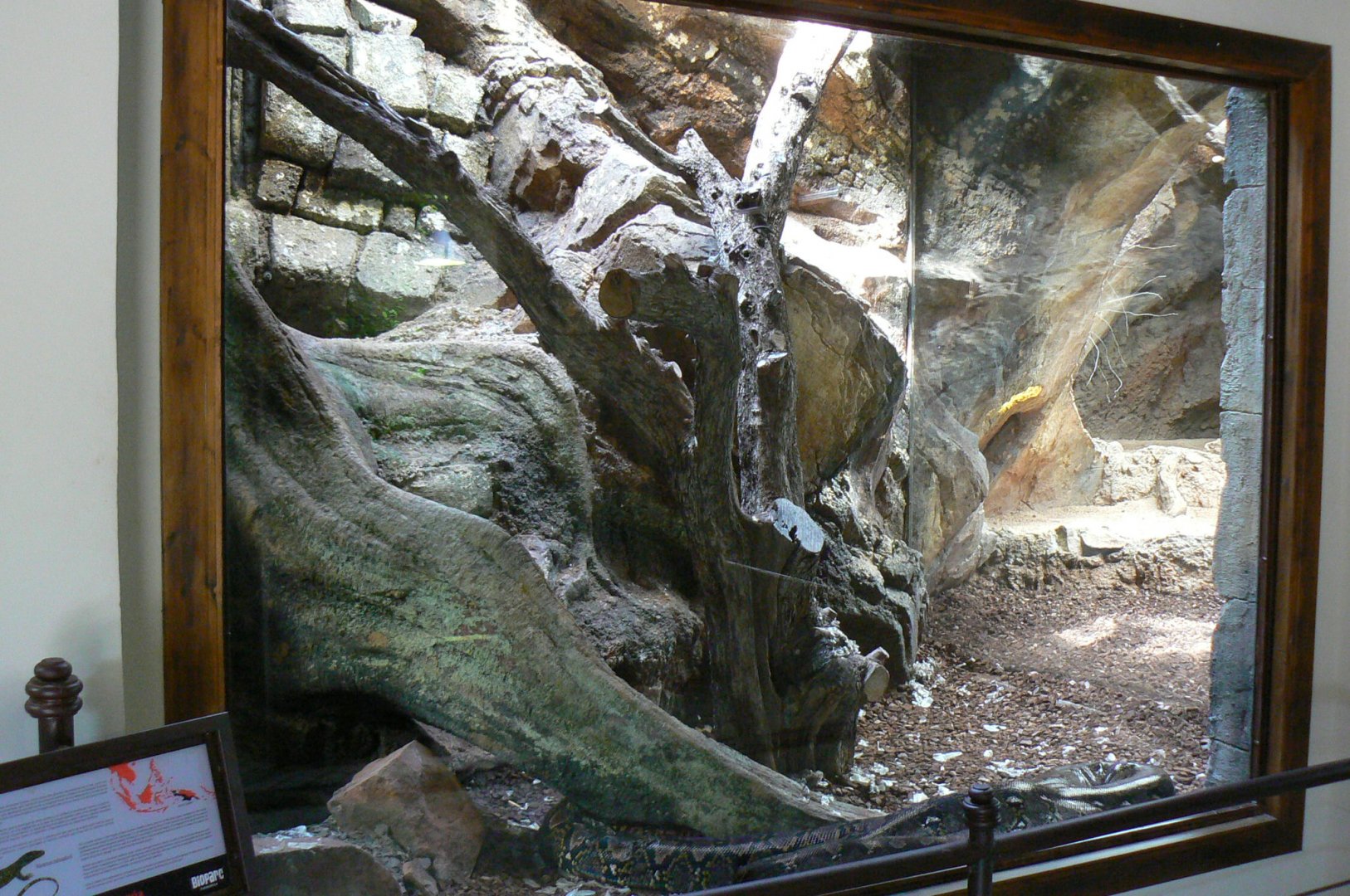 Reticulated python exhibit