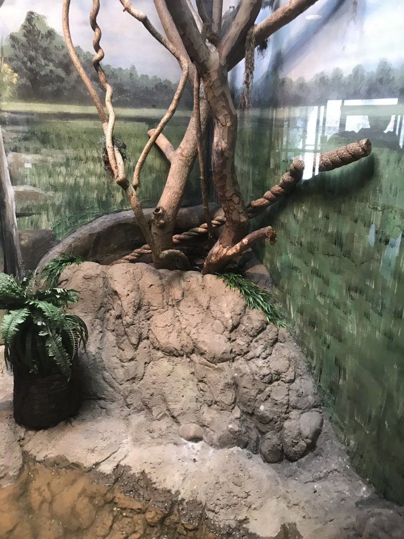 Reticulated python exhibit