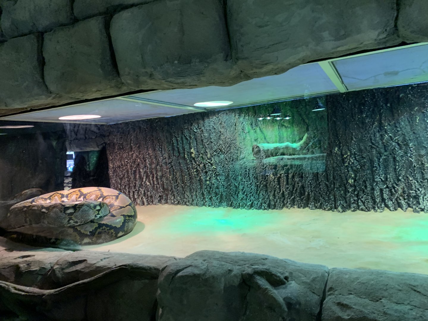 Reticulated python exhibit