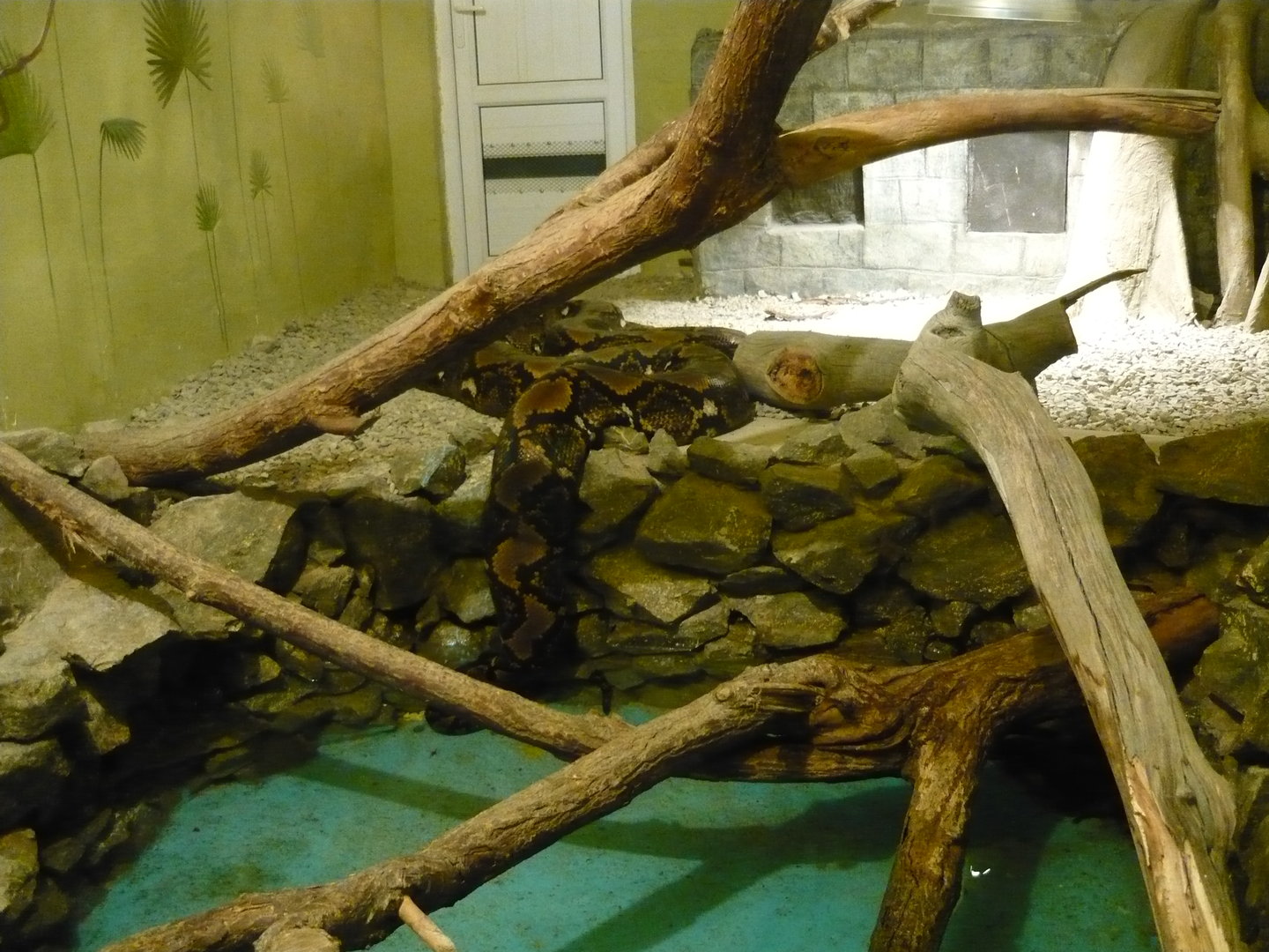 Reticulated python exhibit