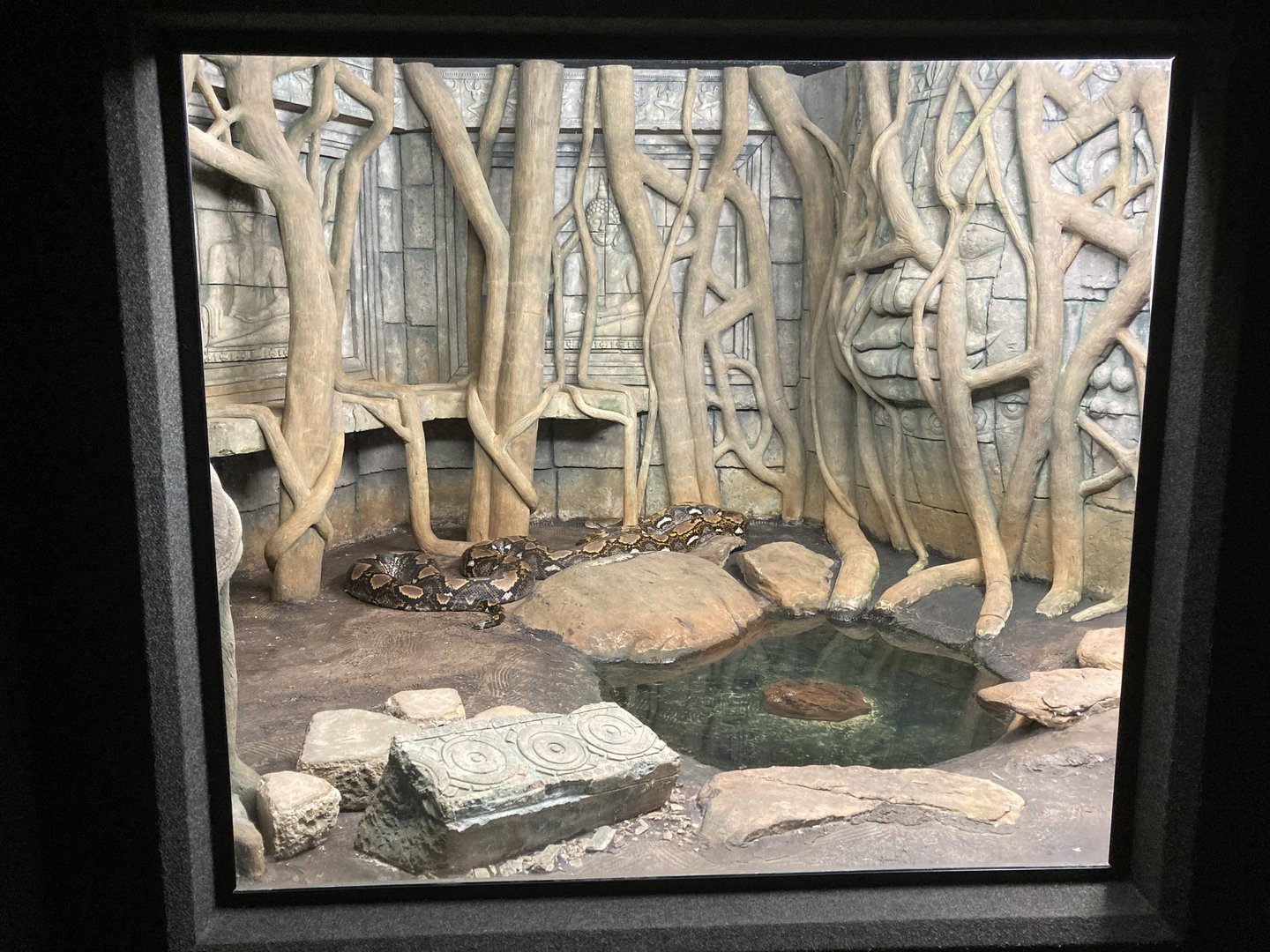 Reticulated Python exhibit