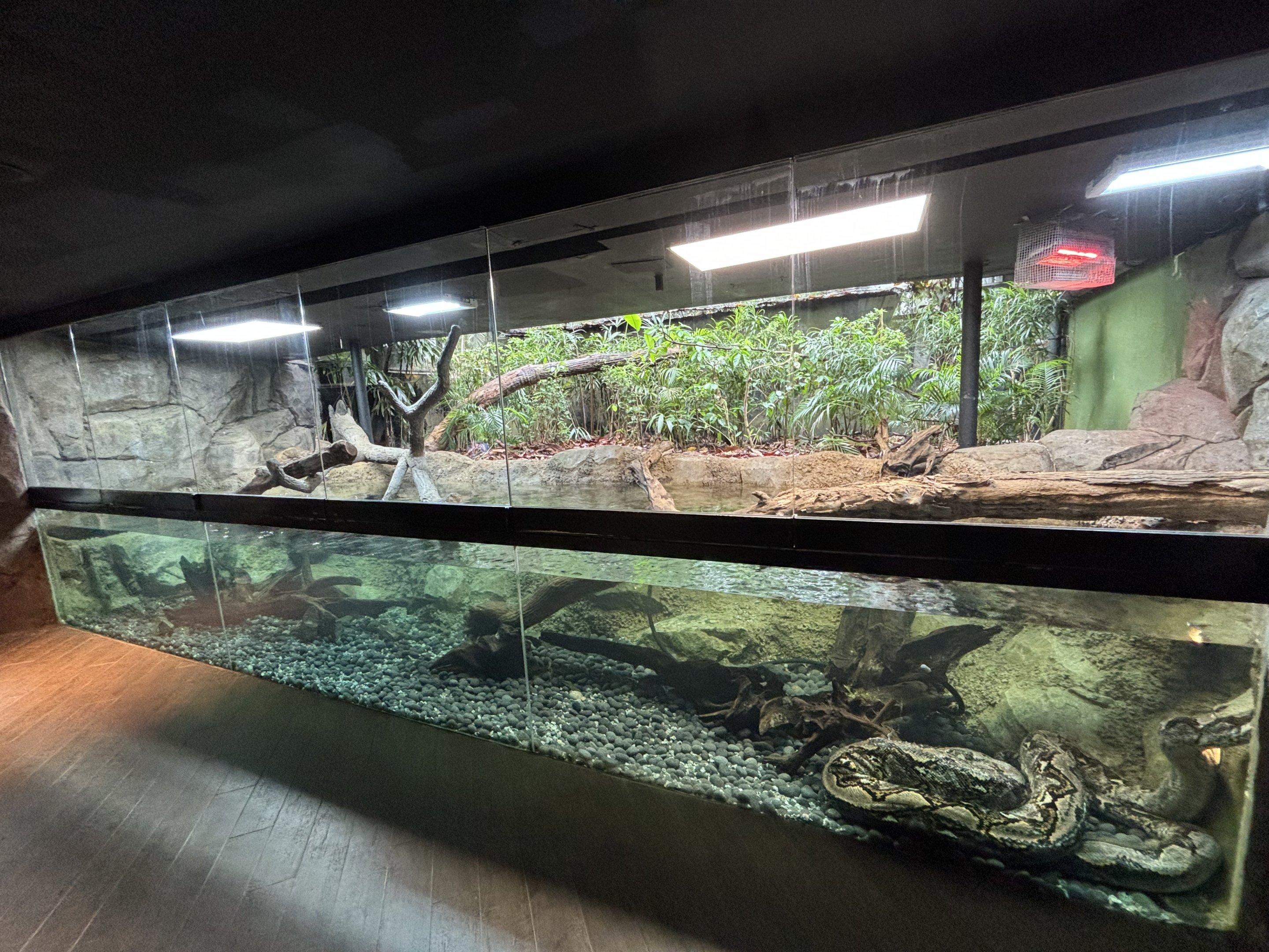 Reticulated Python Exhibit