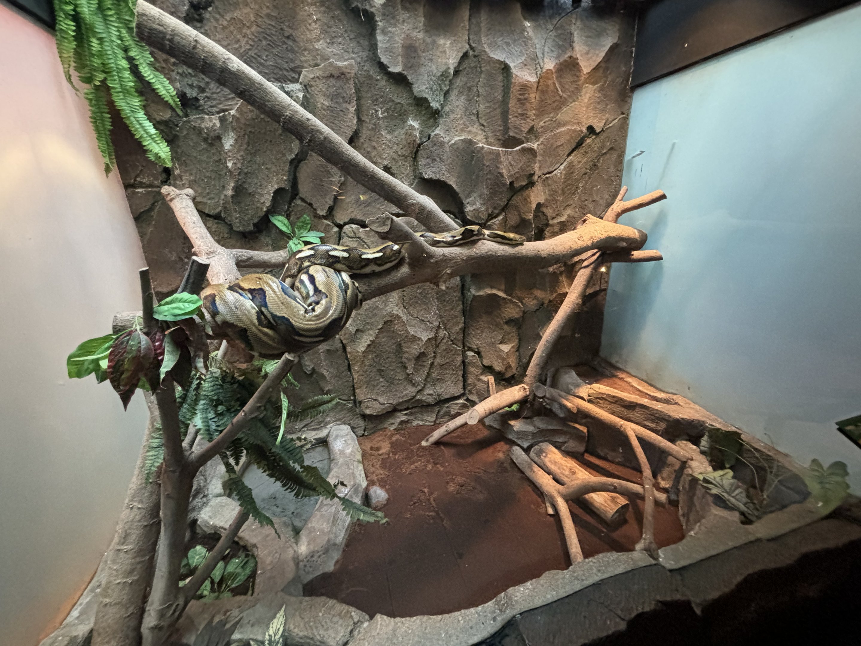 Reticulated Python Exhibit