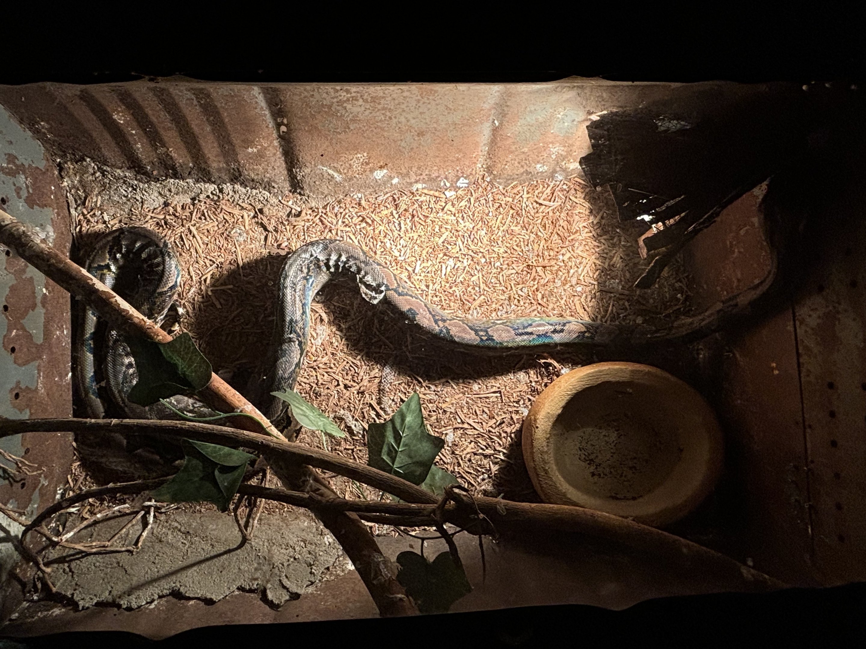 Reticulated Python Exhibit