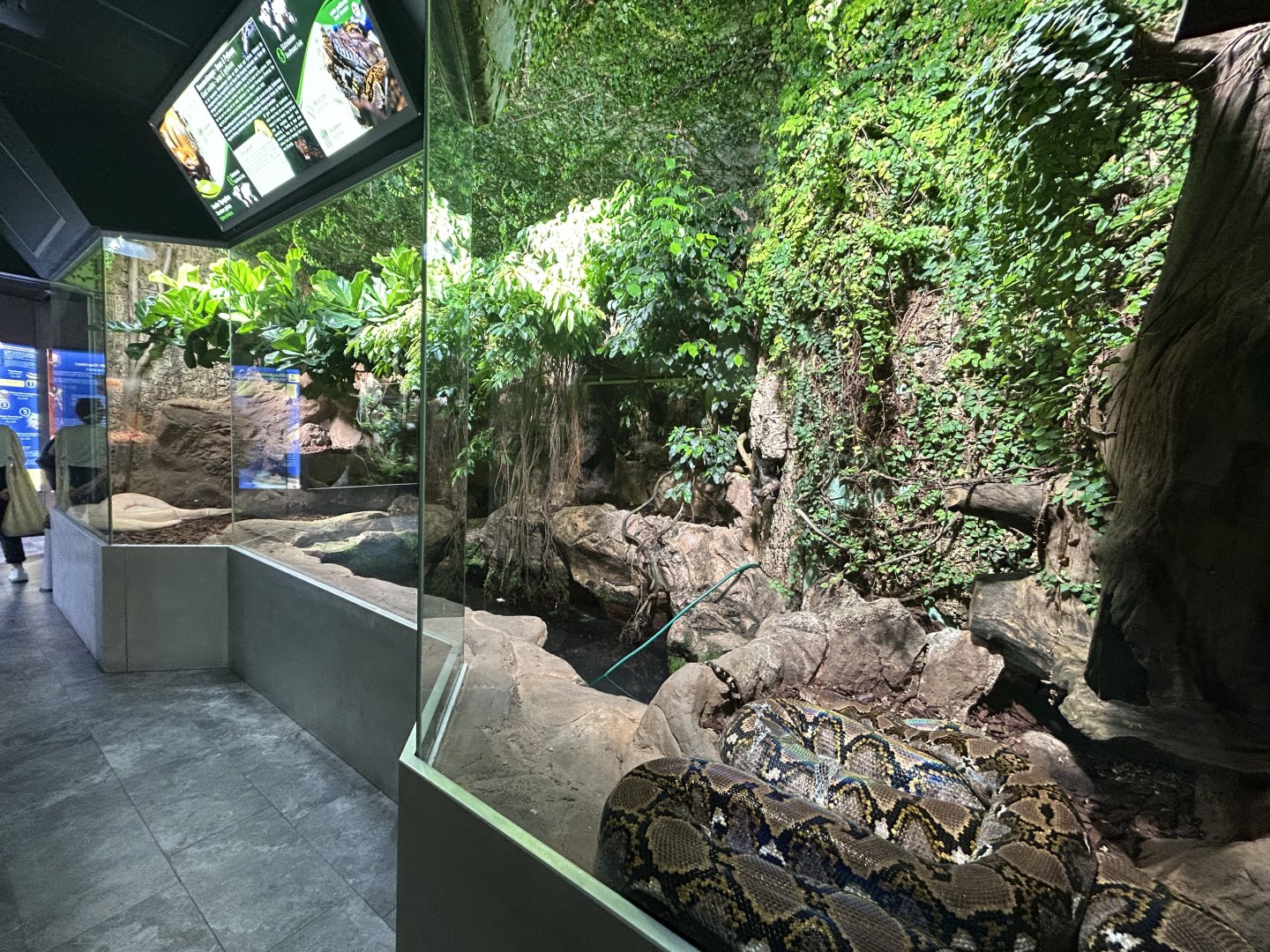 Reticulated Python Exhibit