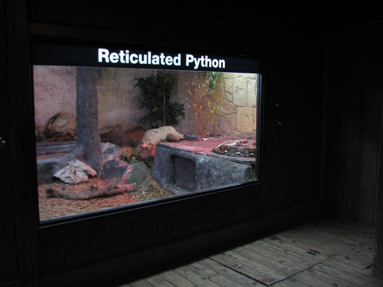Reticulated Python Exhibit