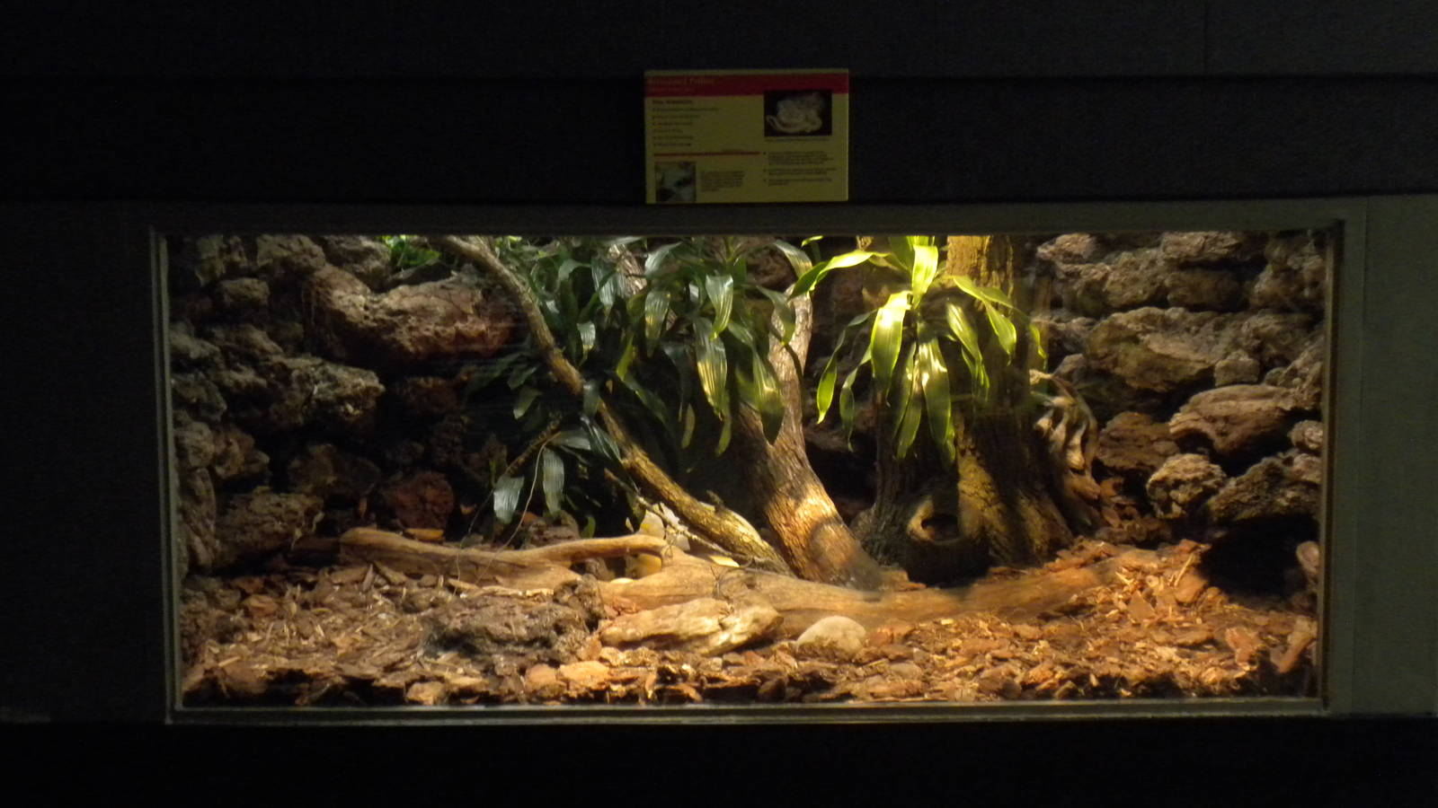 Reticulated Python exhibit