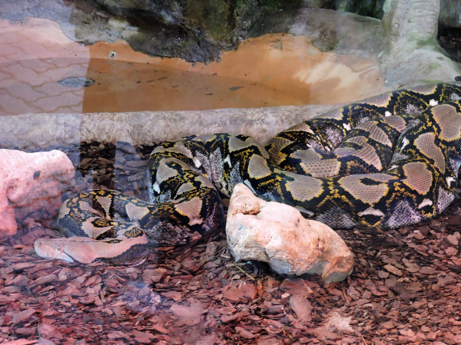 Reticulated Python - Fifi