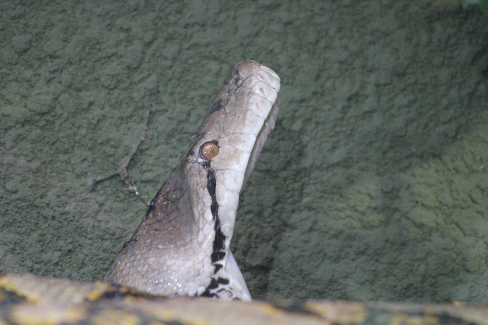 Reticulated python gape