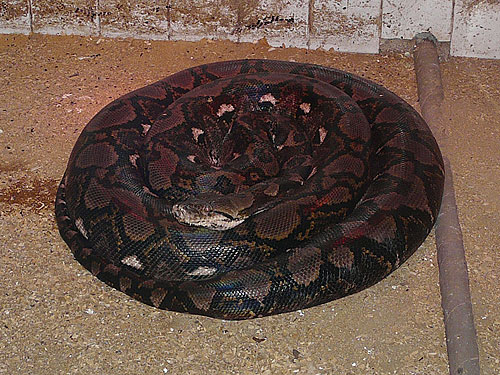 Reticulated Python in Kishinev Zoo
