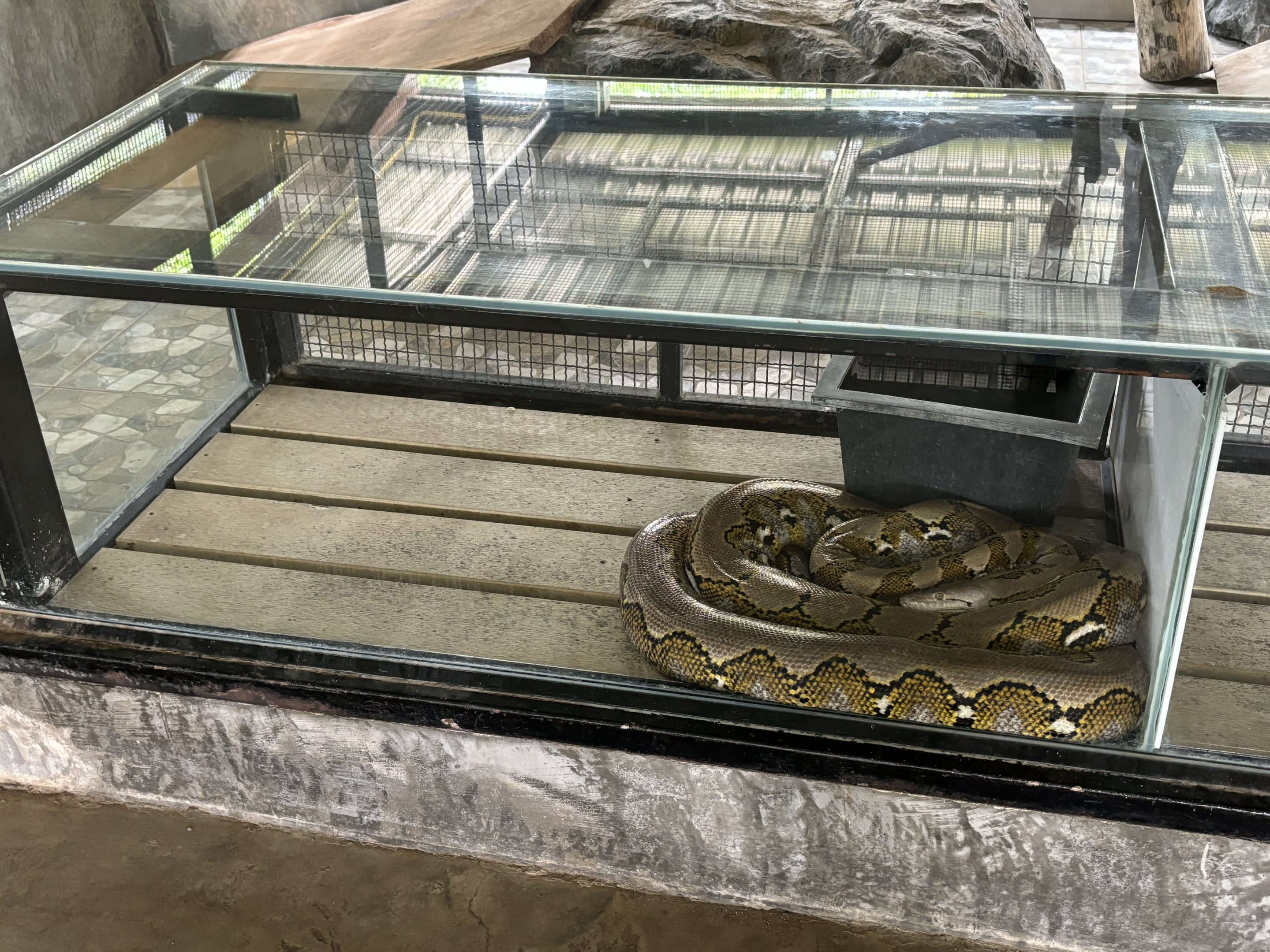Reticulated Python - Lion Park