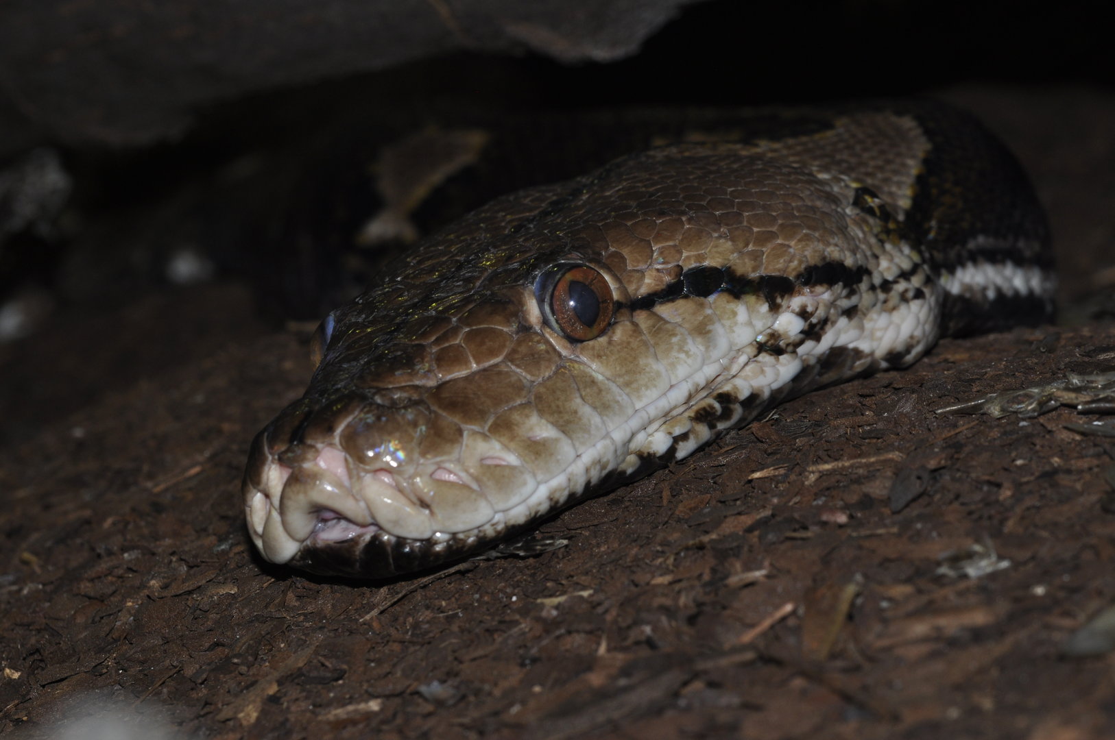 Reticulated python (Malayopithon reticulatus)