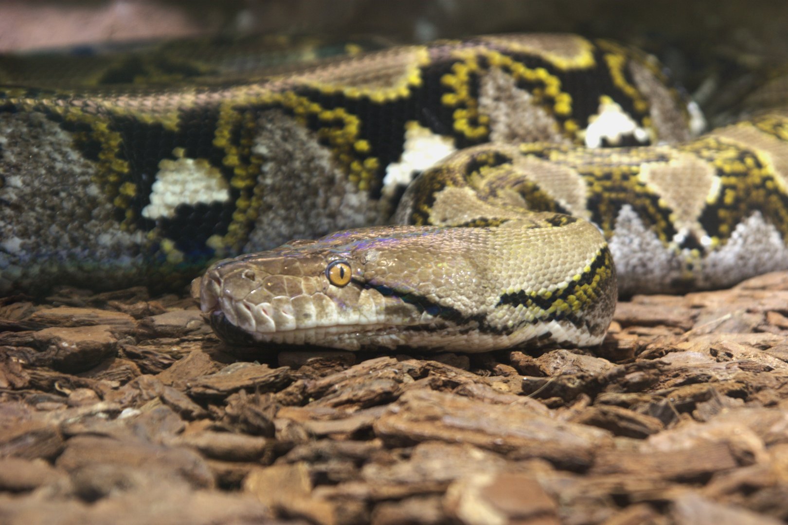 Reticulated Python (Malayopython reticulatus), 09-09-25