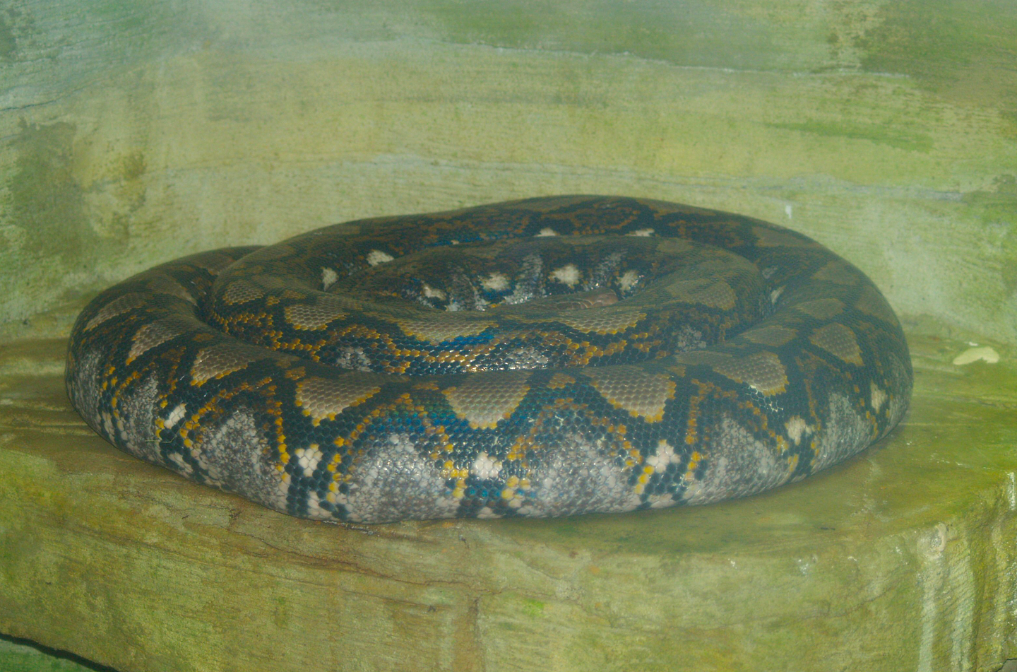 Reticulated python (Malayopython reticulatus), 2006-07-08