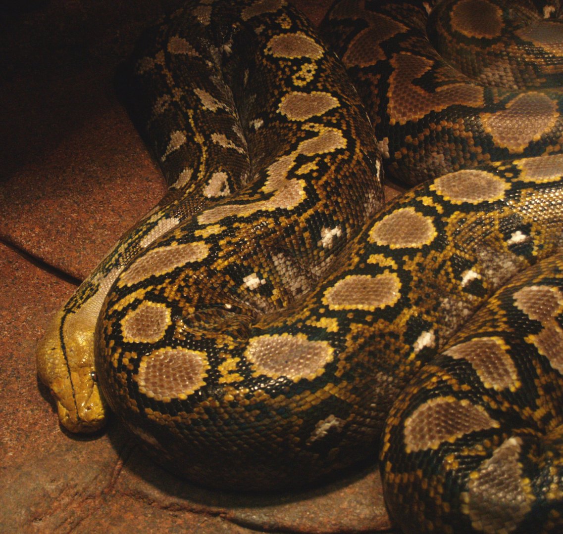 Reticulated python (Malayopython reticulatus), 2009-04-14