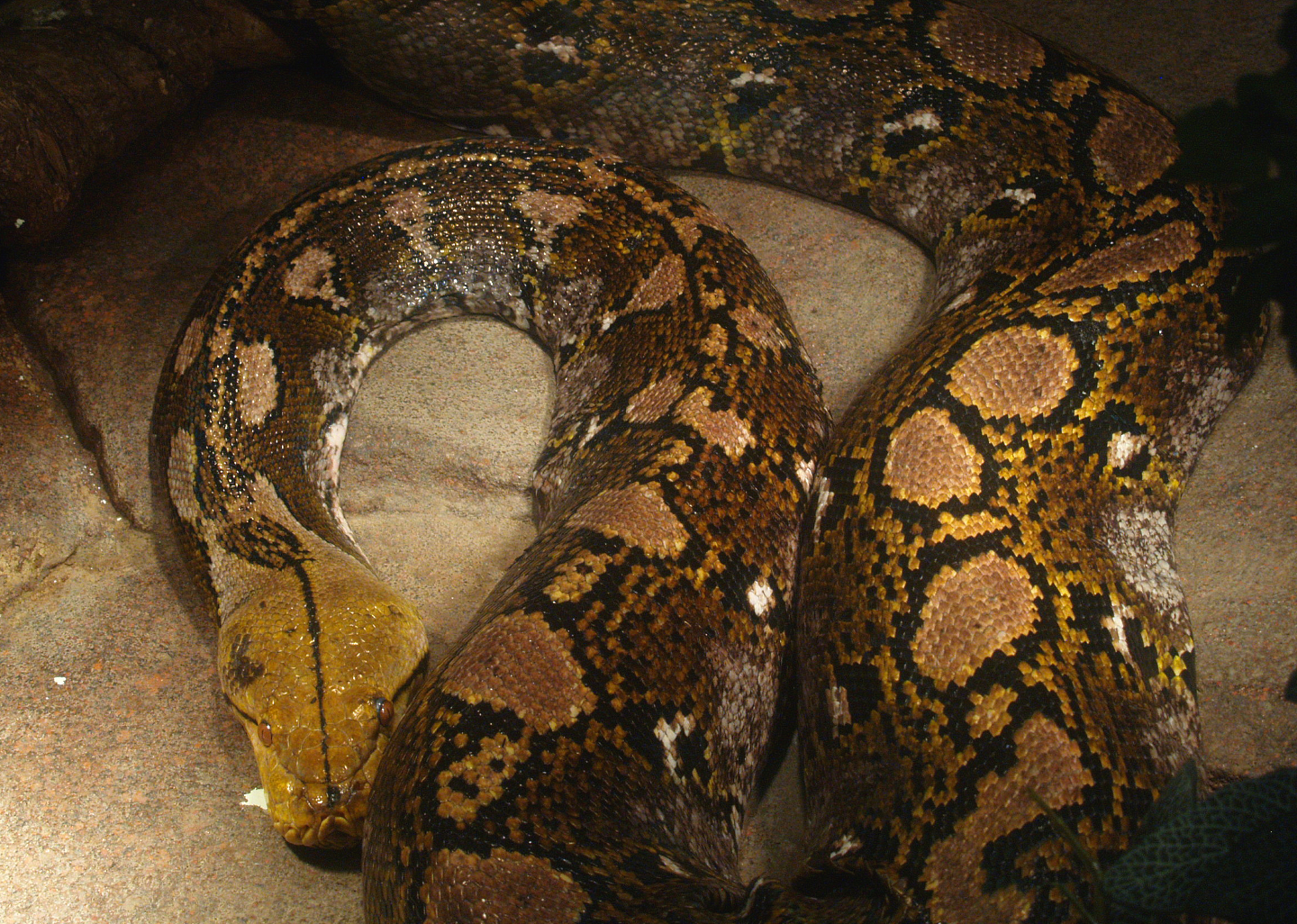 Reticulated python (Malayopython reticulatus), 2014-02-16