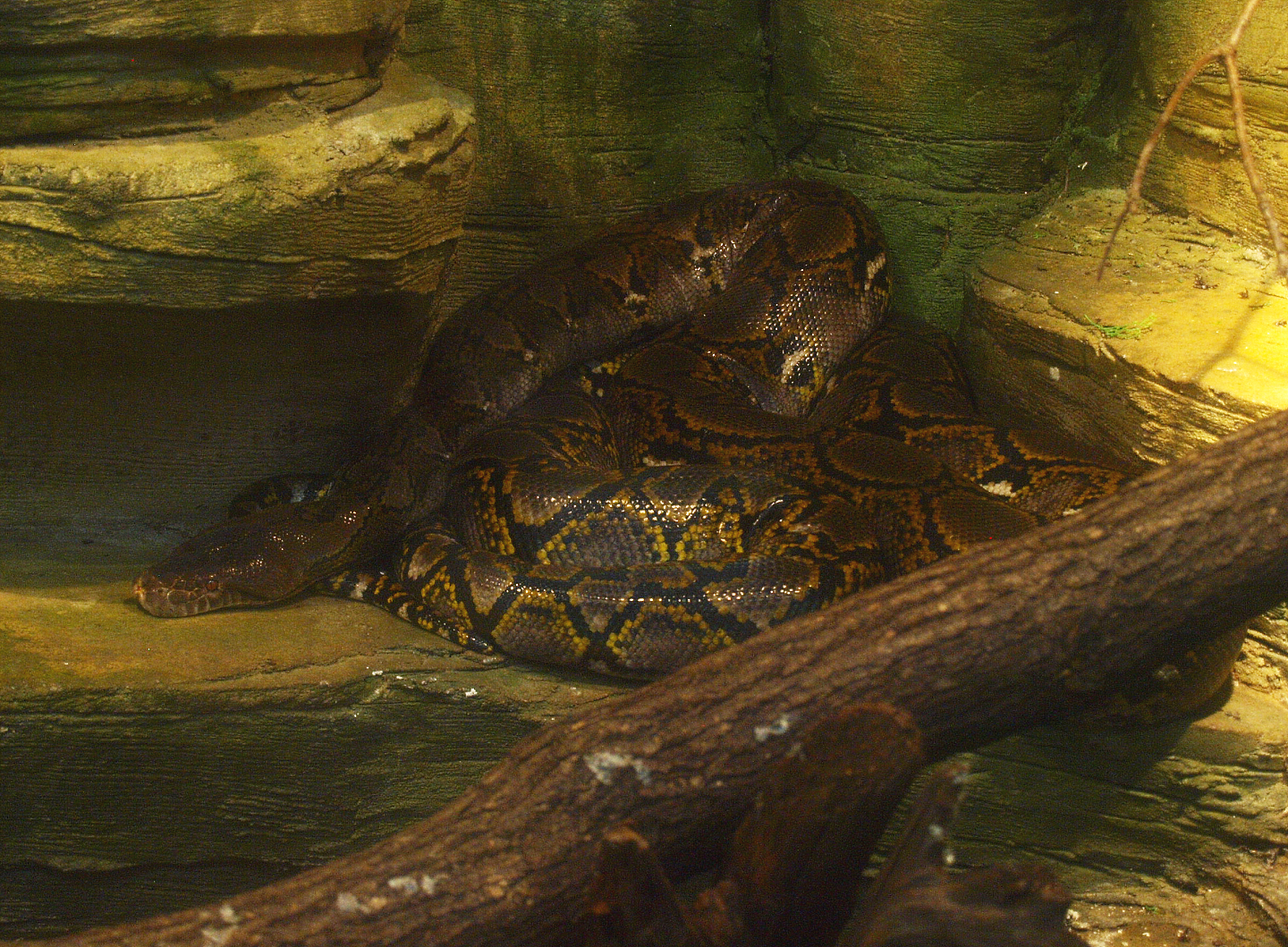 Reticulated python (Malayopython reticulatus), 2015-07-19