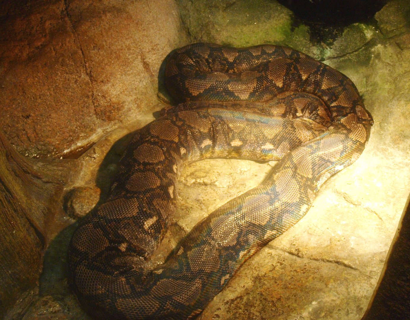 Reticulated python (Malayopython reticulatus), 2017-02-06