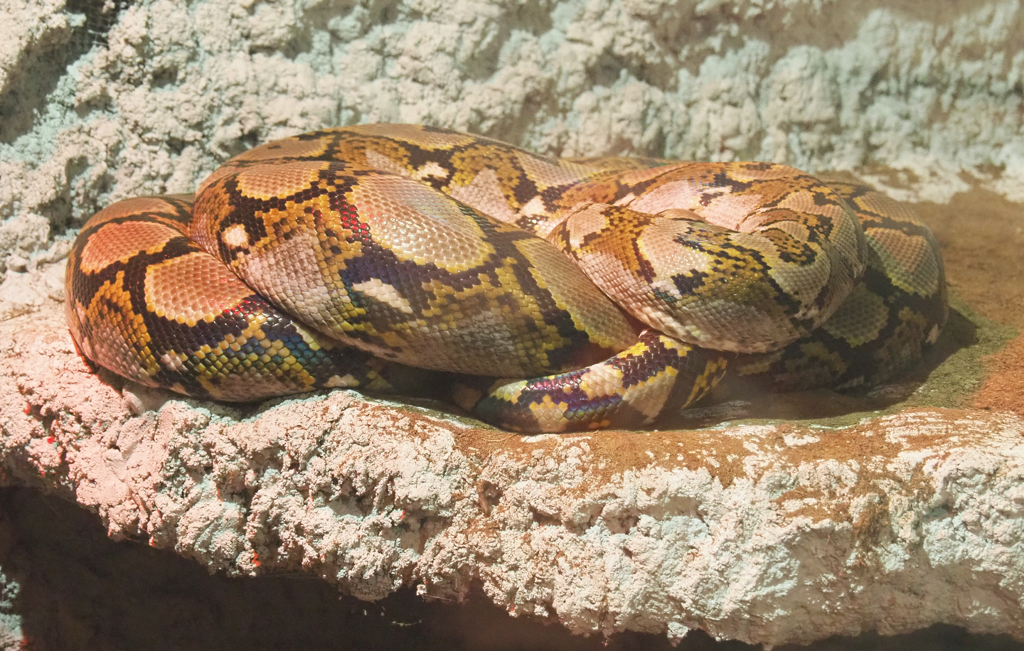 Reticulated python (Malayopython reticulatus), 2020-06-20