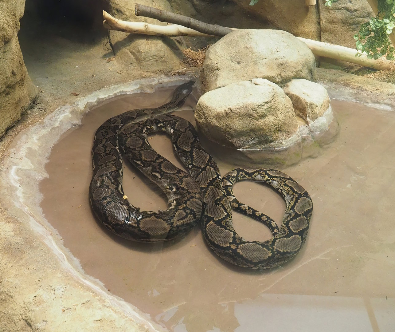 Reticulated python (Malayopython reticulatus), 2022-09-04