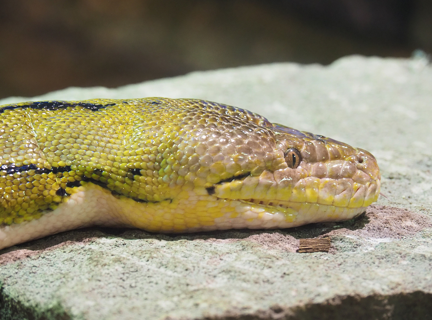 Reticulated python (Malayopython reticulatus), 2022-09-14