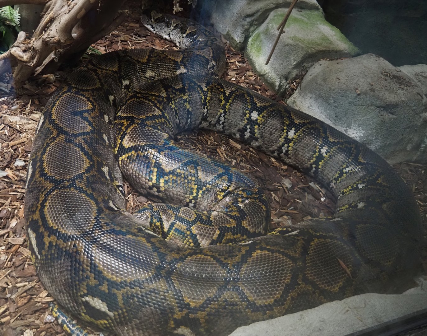 Reticulated python (Malayopython reticulatus), 2024-06-23