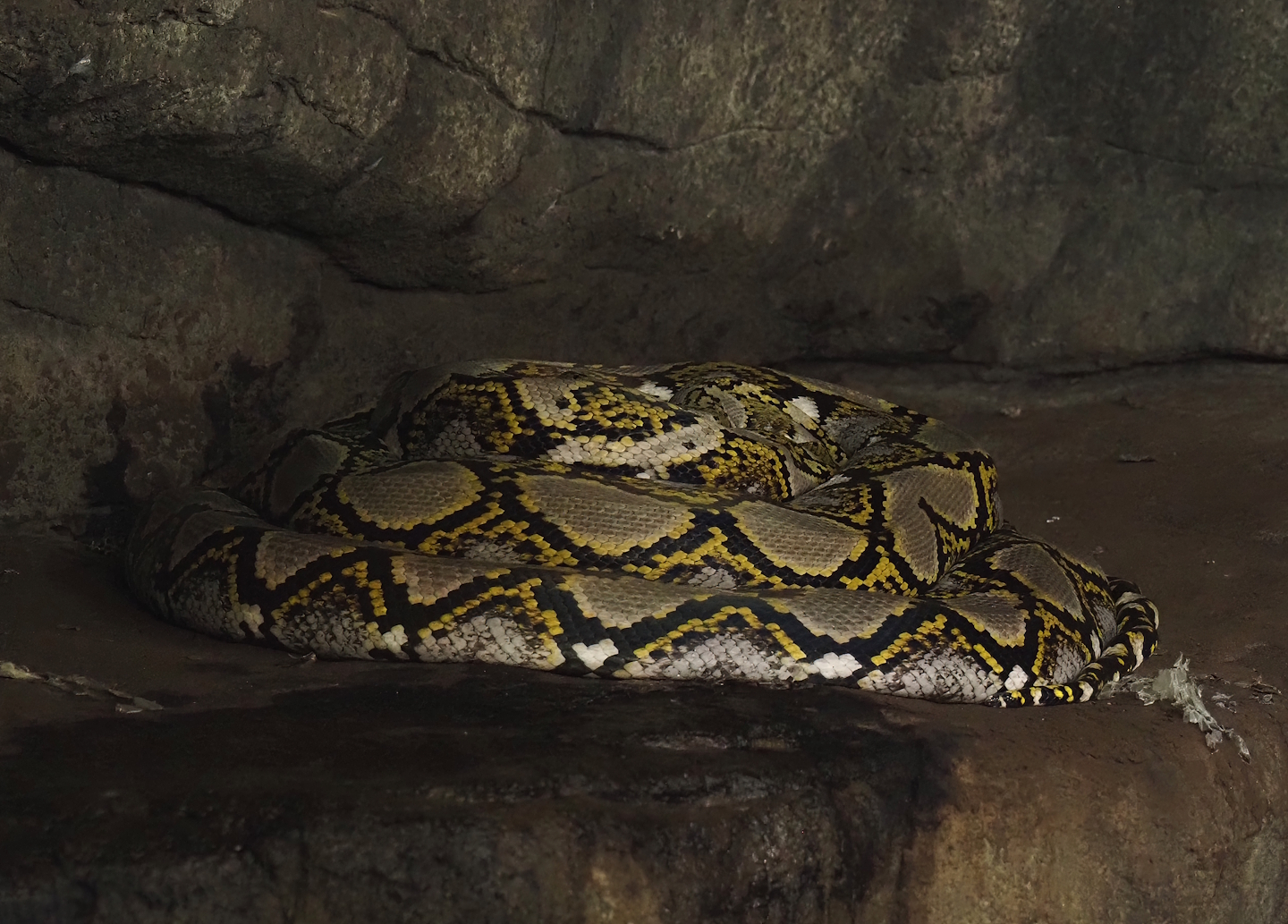 Reticulated python (Malayopython reticulatus), 2025-05-17