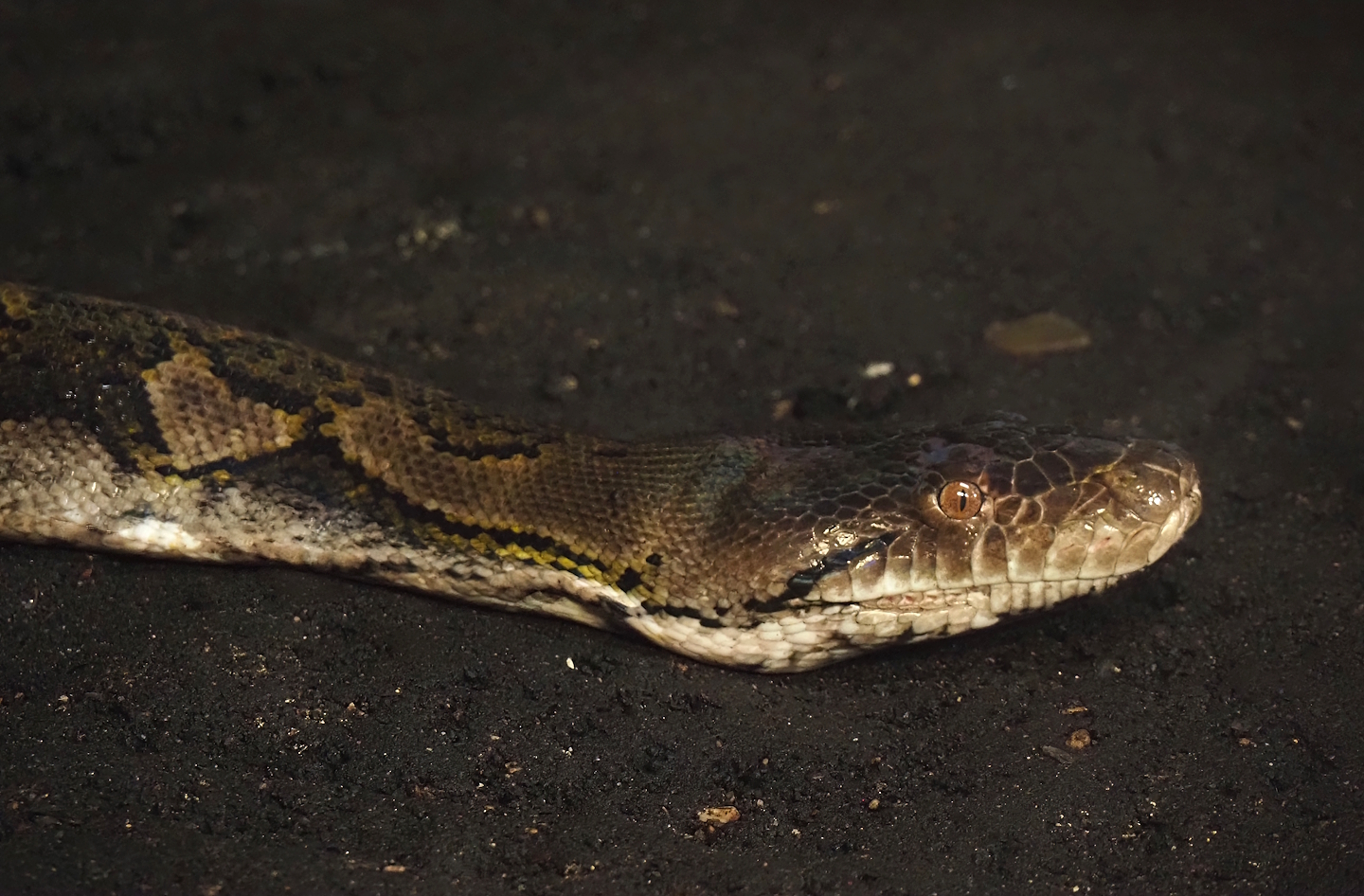 Reticulated python (Malayopython reticulatus), 2025-05-17