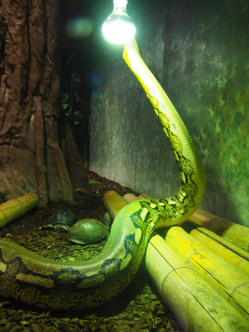 Reticulated python (Malayopython reticulatus) and Asian wood tortoises (Manouria emys), 2019-10-04