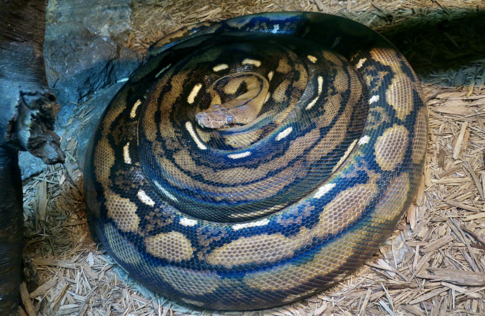 Reticulated Python (Malayopython reticulatus) being a cinnamon roll