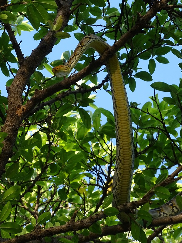 Reticulated python (Malayopython reticulatus reticulatus)
