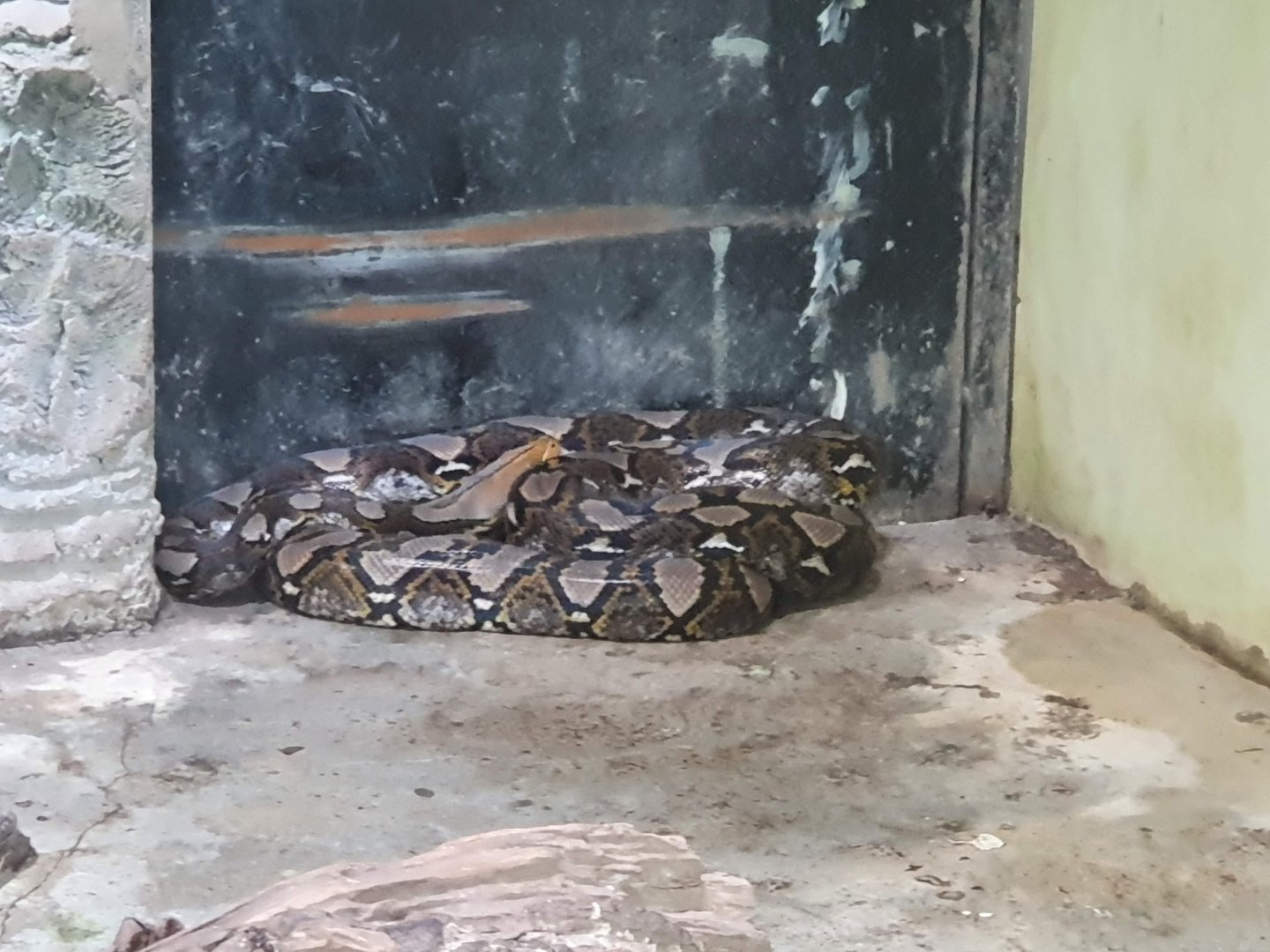 Reticulated Python (Malayopython reticulatus) - Taru Jurug Zoo