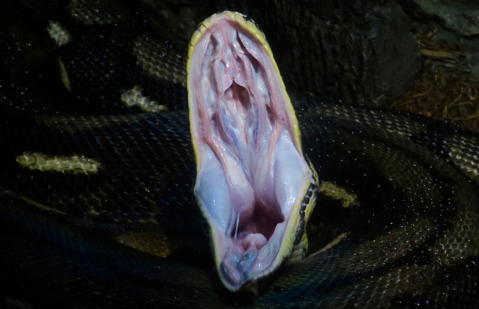 Reticulated Python (Malayopython reticulatus) yawning