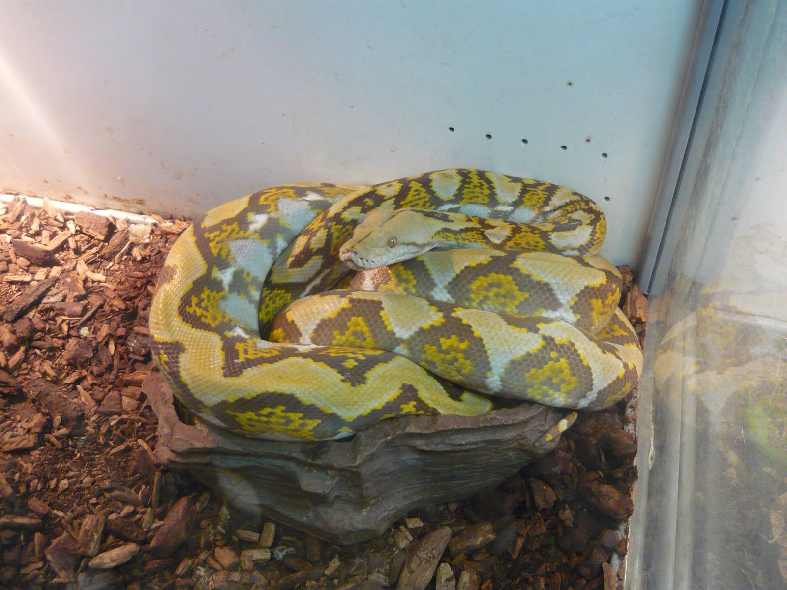 Reticulated python (Malayopython reticulatus)