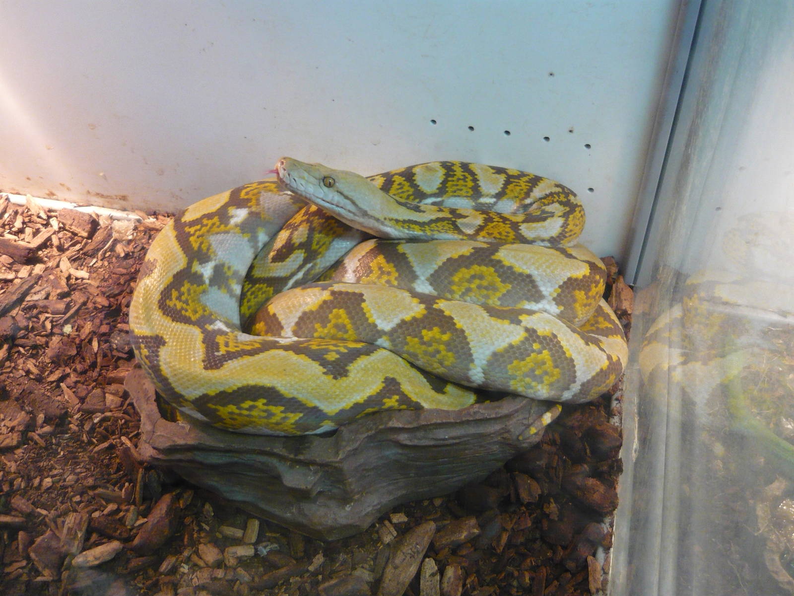 Reticulated python (Malayopython reticulatus)