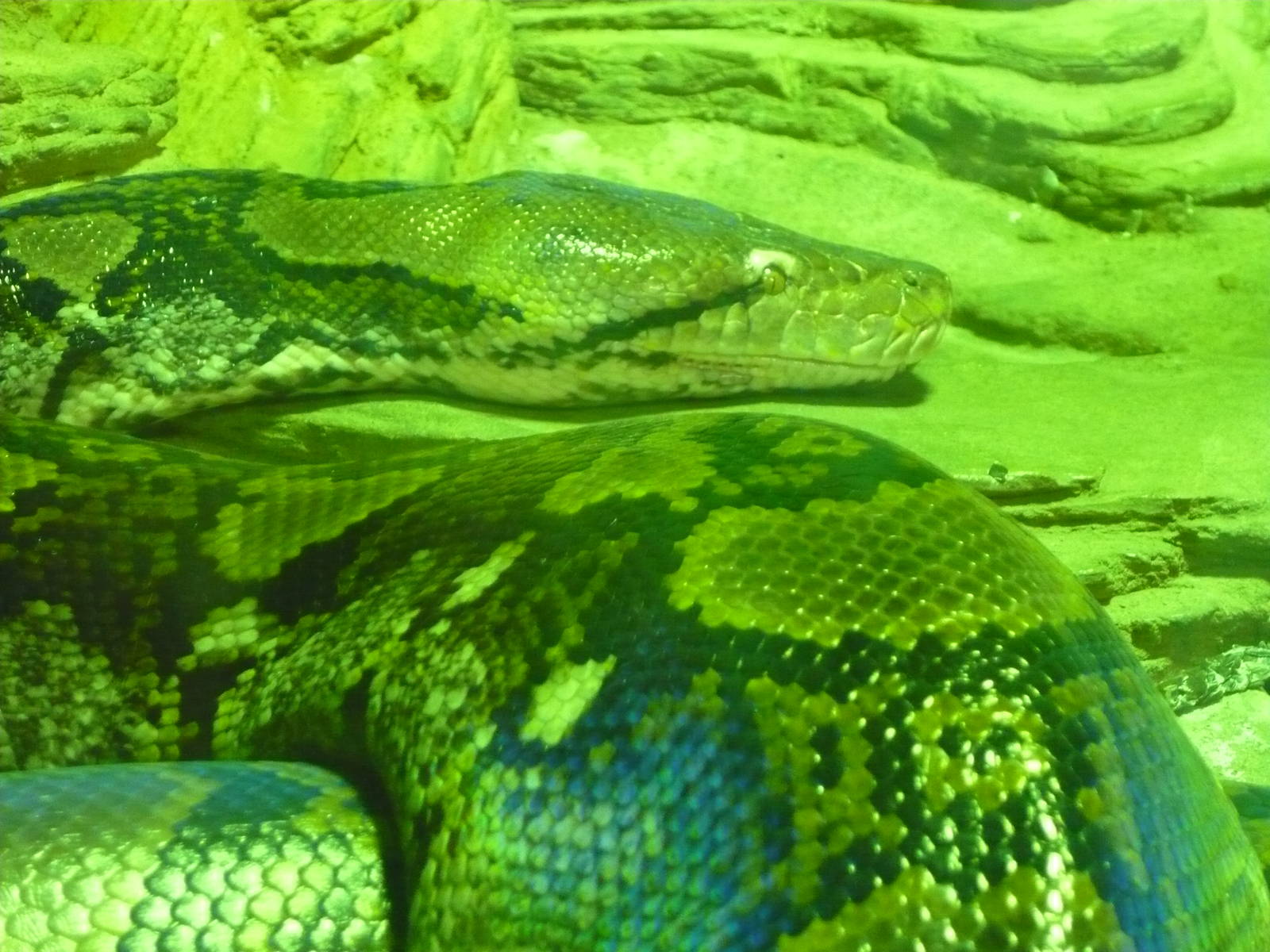 Reticulated python (Malayopython reticulatus)