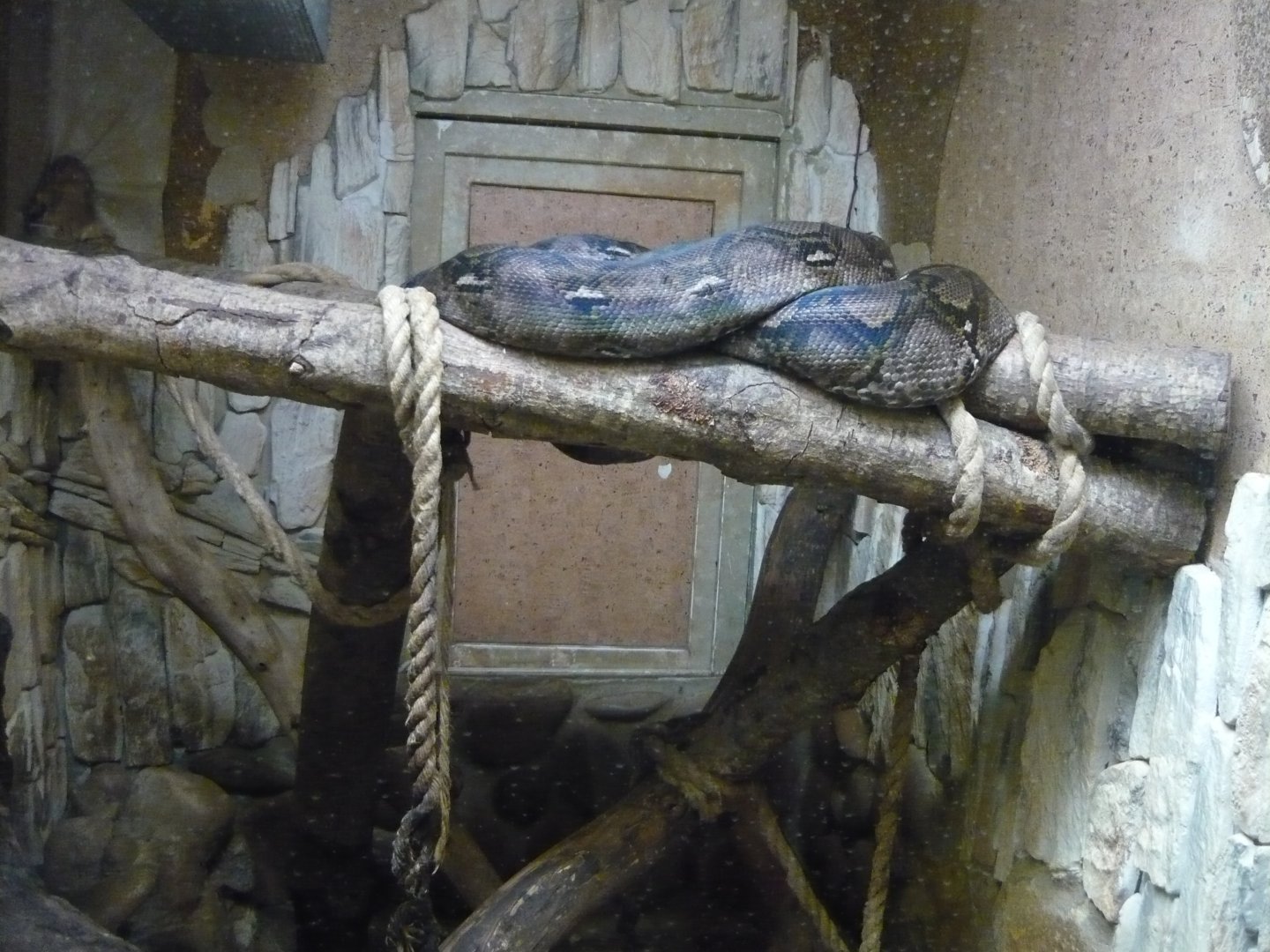 Reticulated python (Malayopython reticulatus)