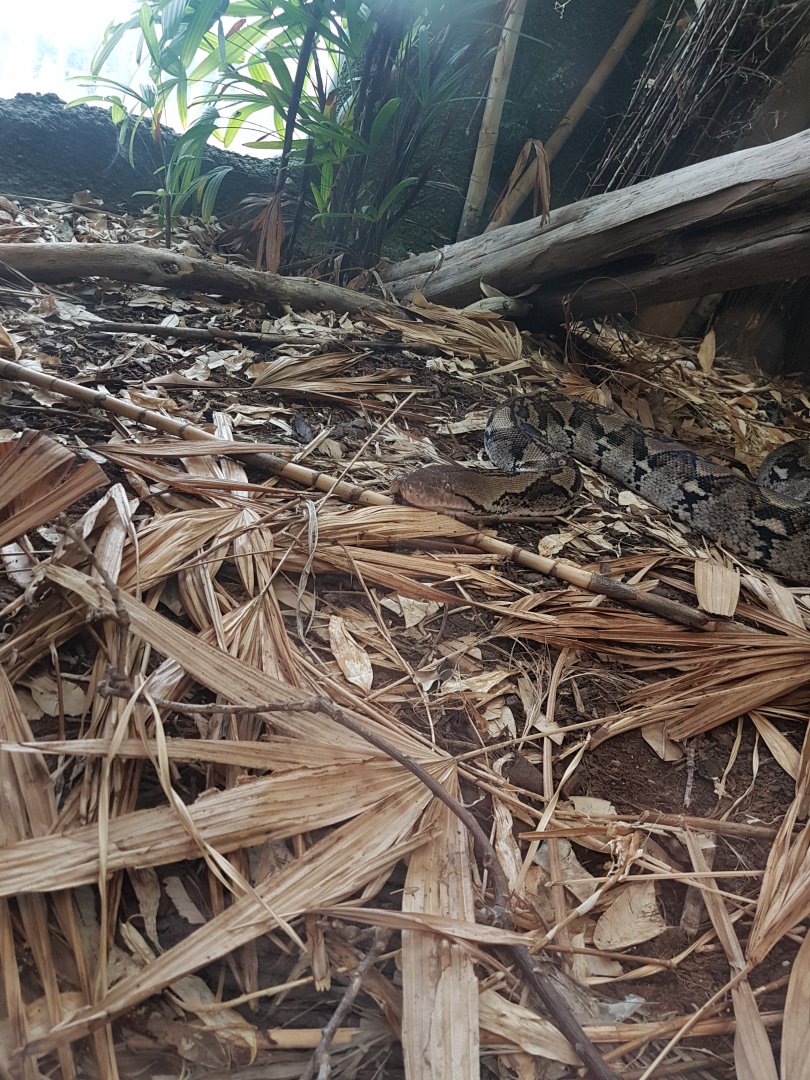 Reticulated Python (Malayopython reticulatus)