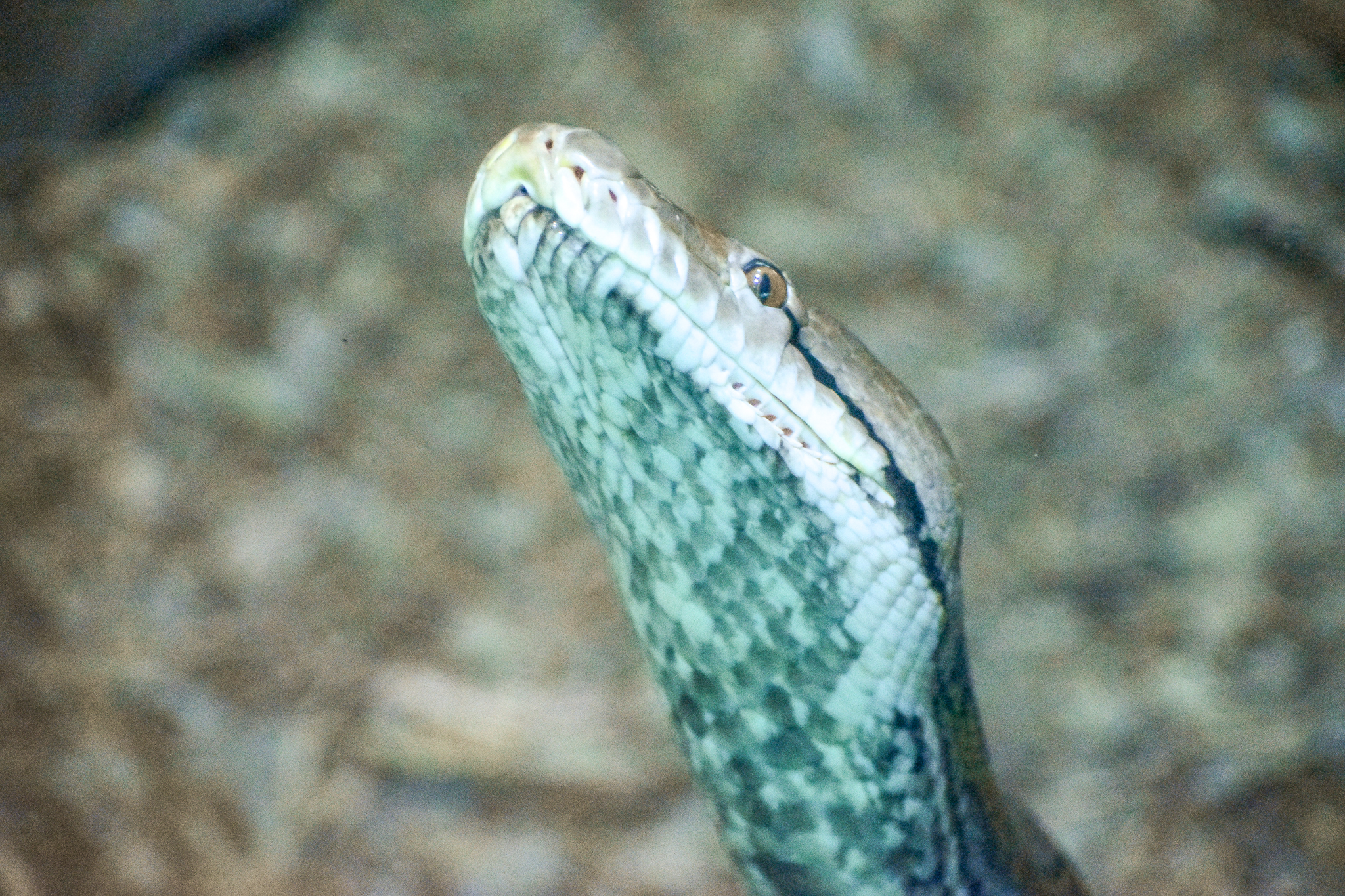 Reticulated Python (Malayopython reticulatus)