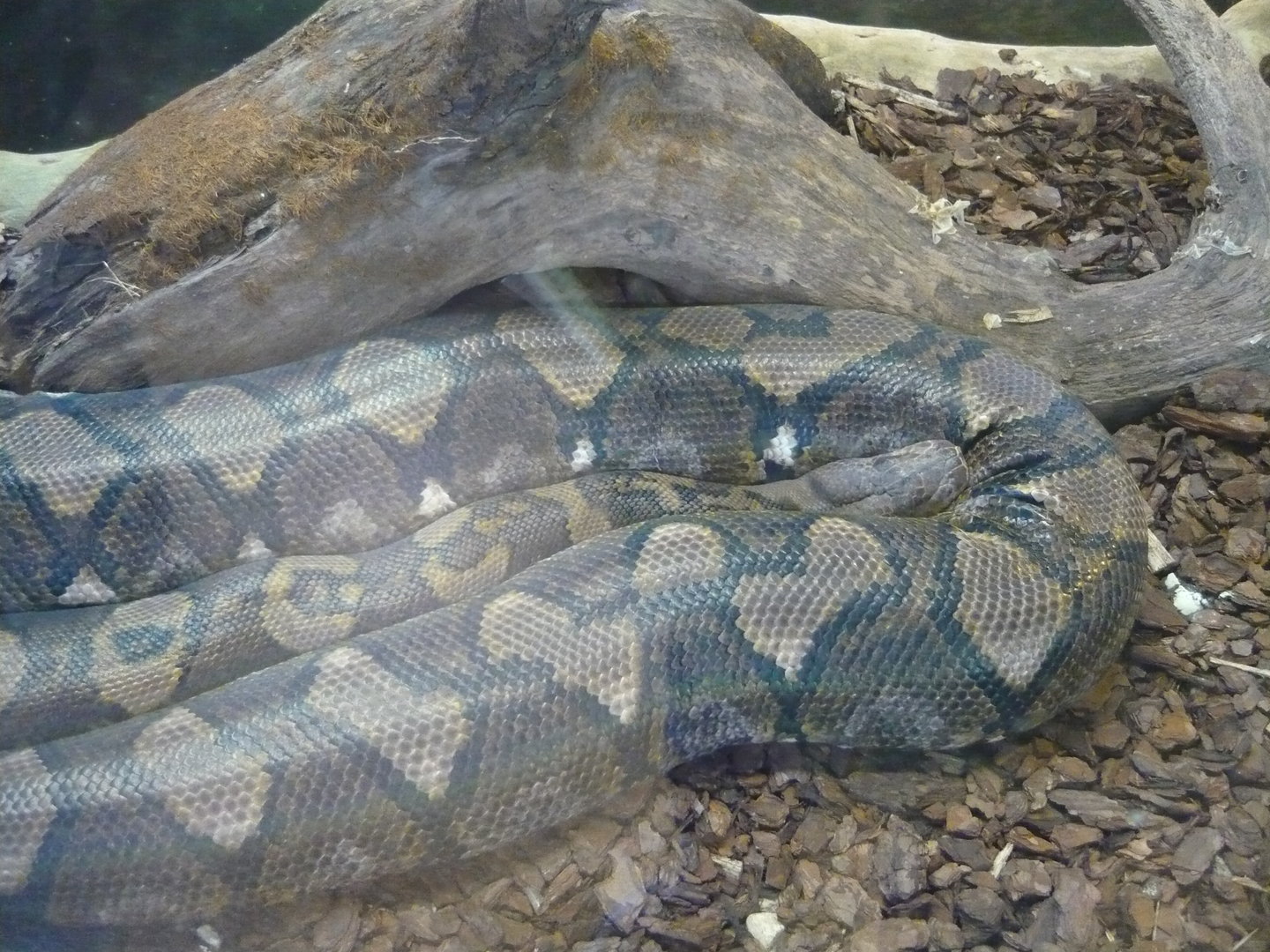 Reticulated python (Malayopython reticulatus)