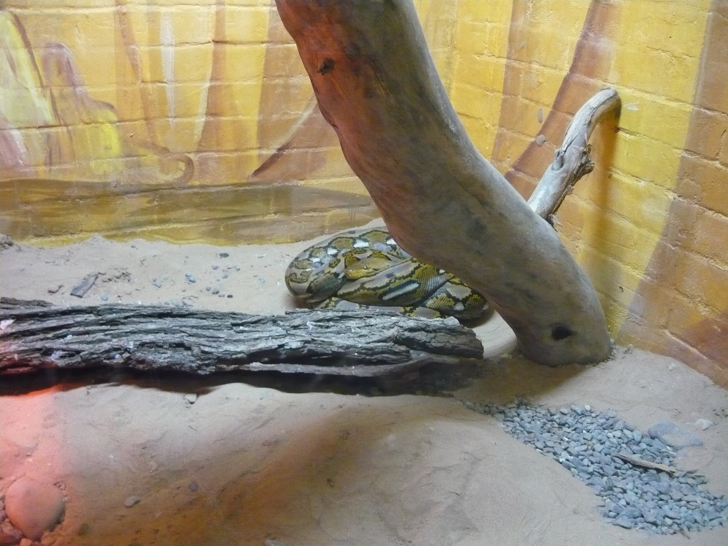 Reticulated python (Malayopython reticulatus)