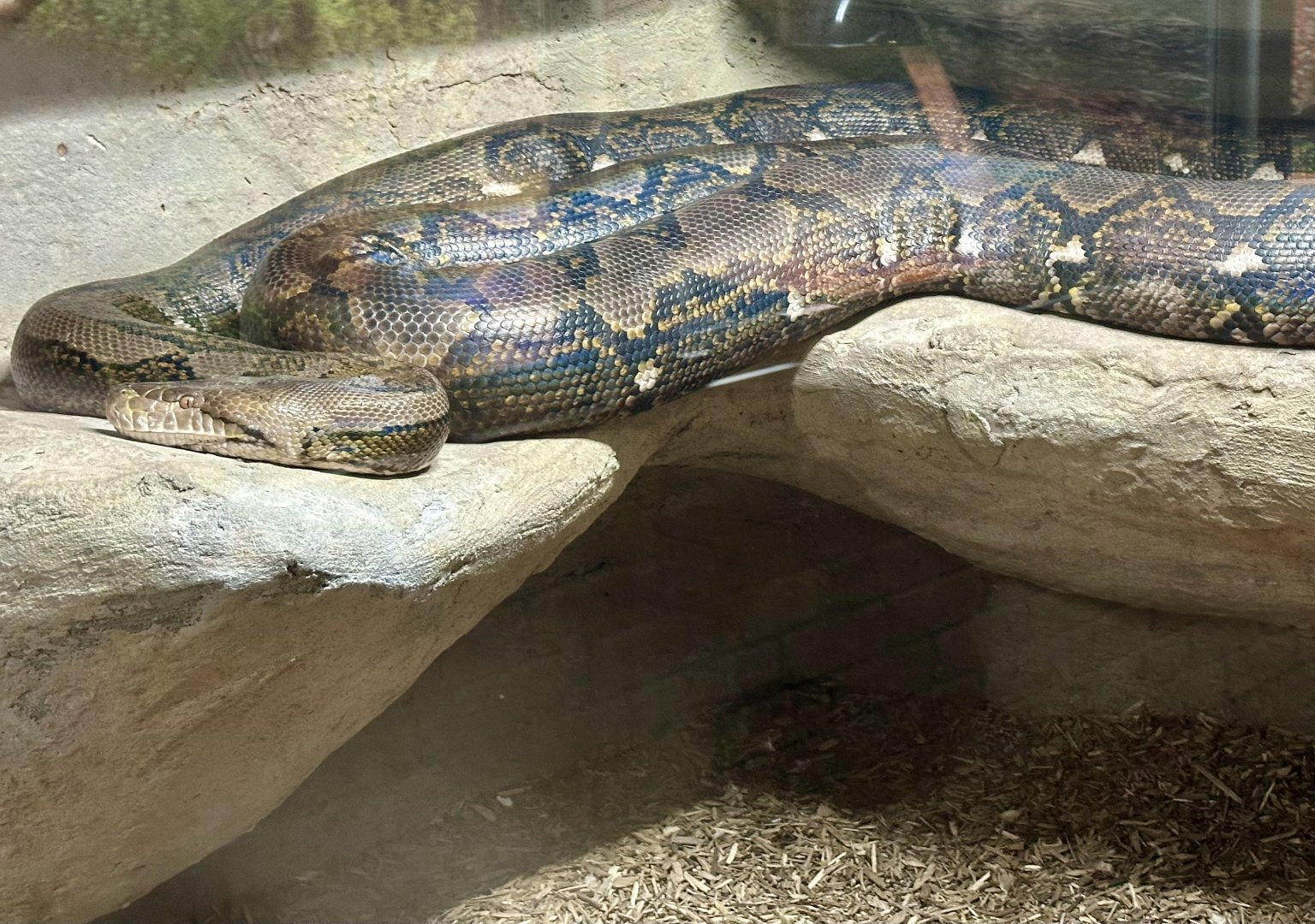 Reticulated python (Malayopython reticulatus)
