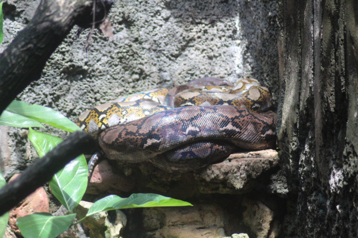 Reticulated python (Malayopython reticulatus)