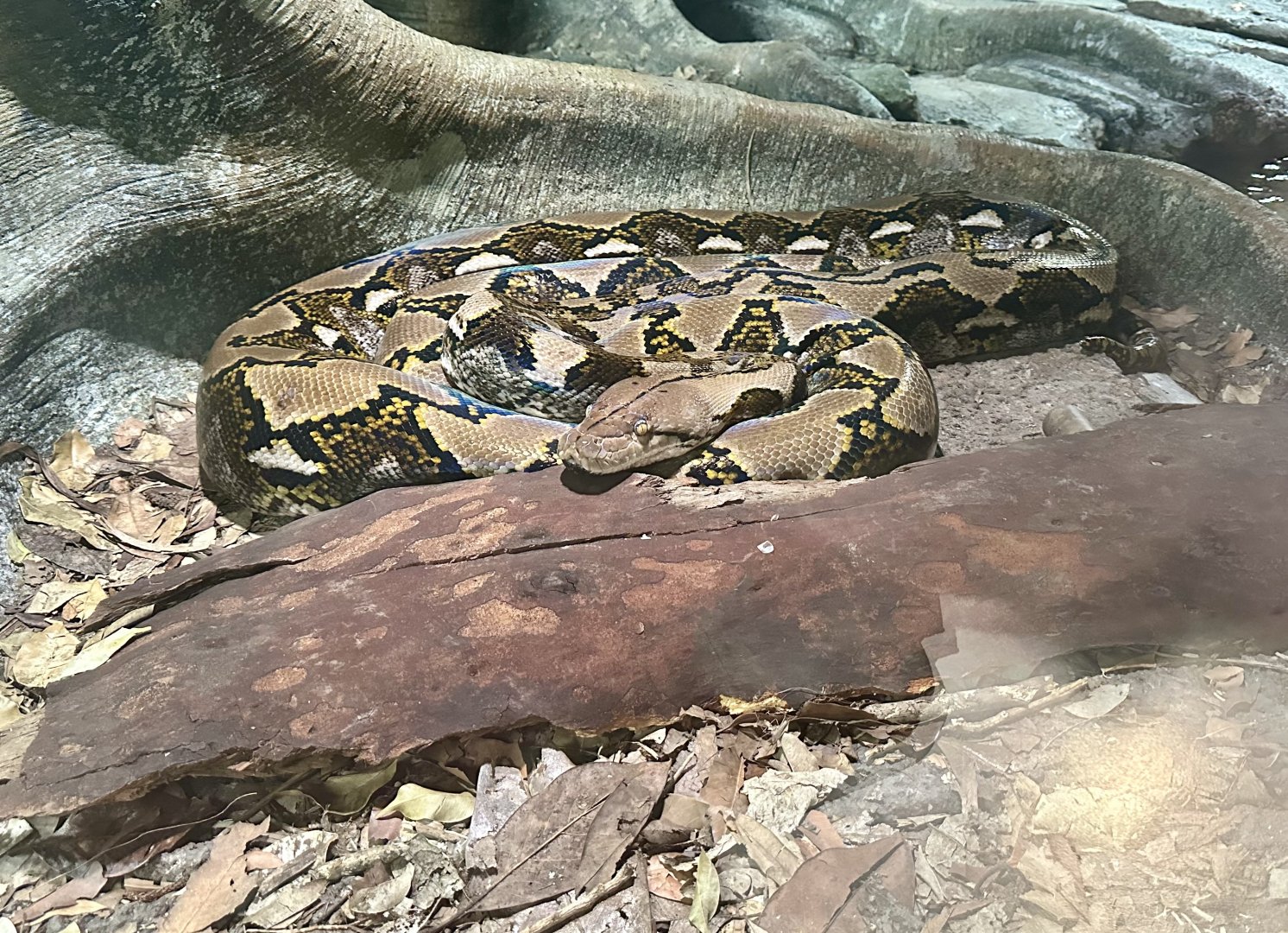 Reticulated python (Malayopython reticulatus)