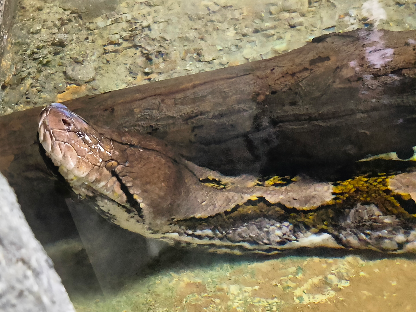 Reticulated Python (Malayopython reticulatus)