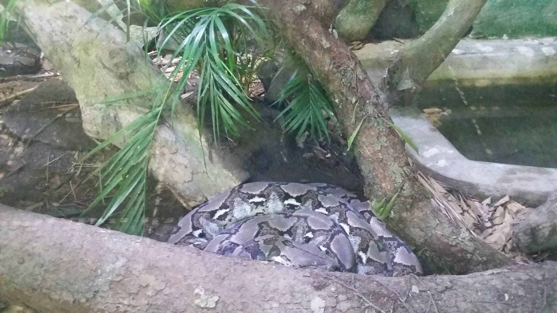 Reticulated python (Malayopython reticulatus)