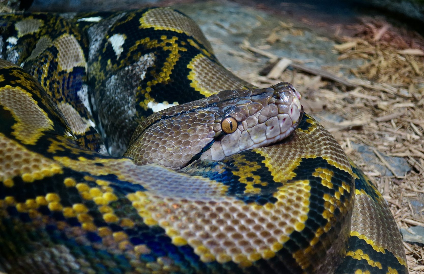 Reticulated Python (Malayopython reticulatus)