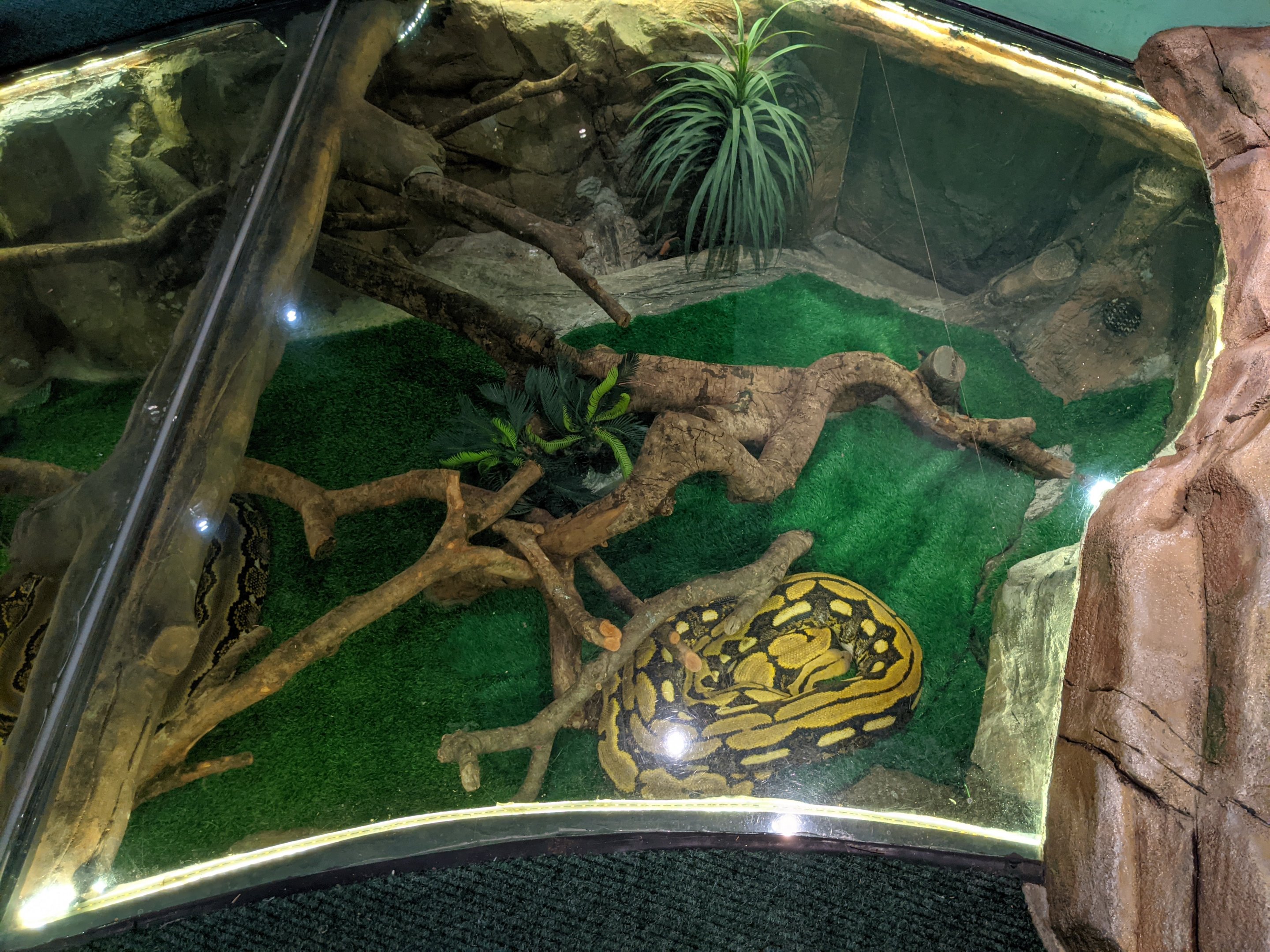 Reticulated Python (Malayopython reticulatus)