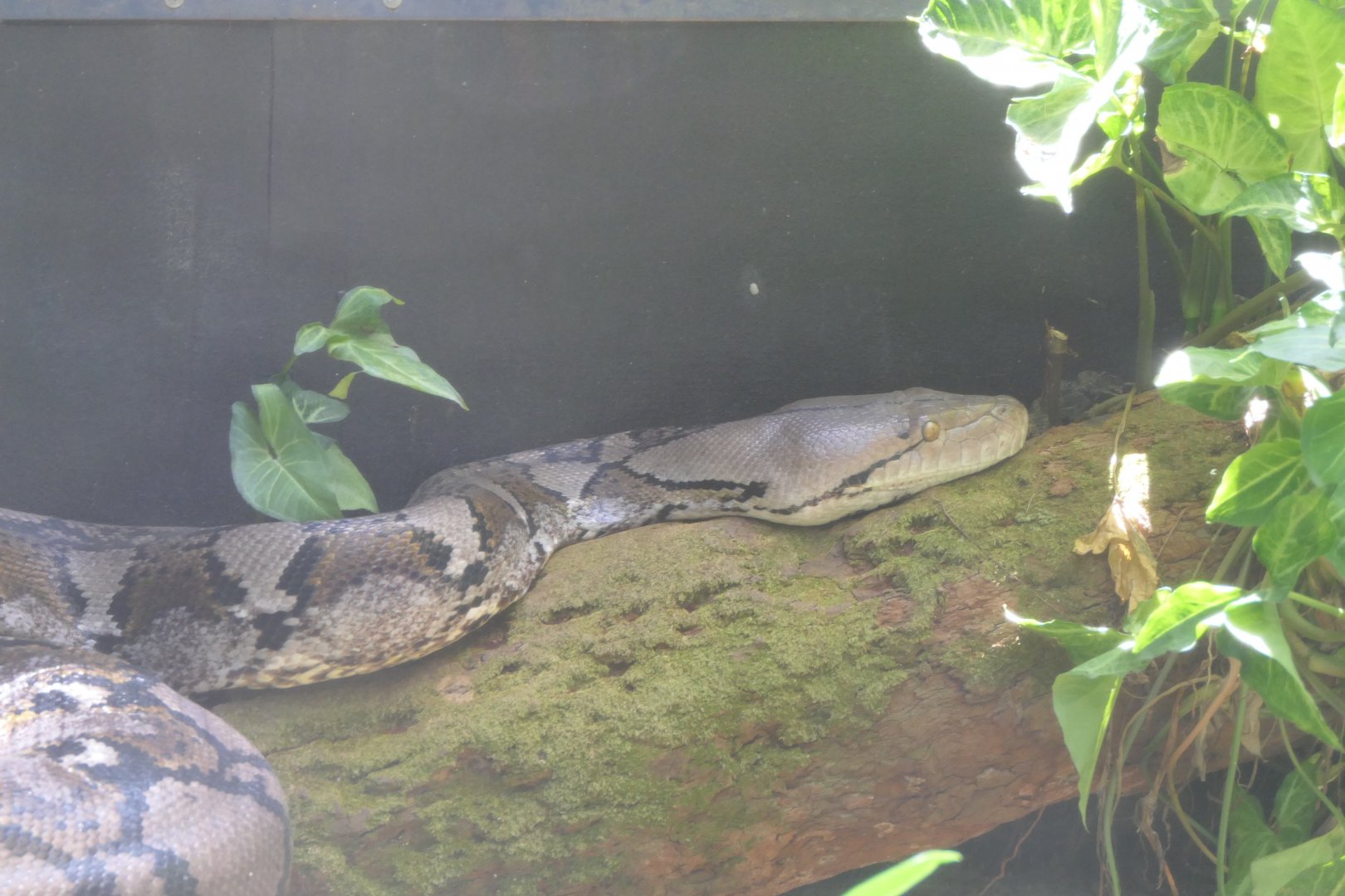 Reticulated Python (Malayopython reticulatus)