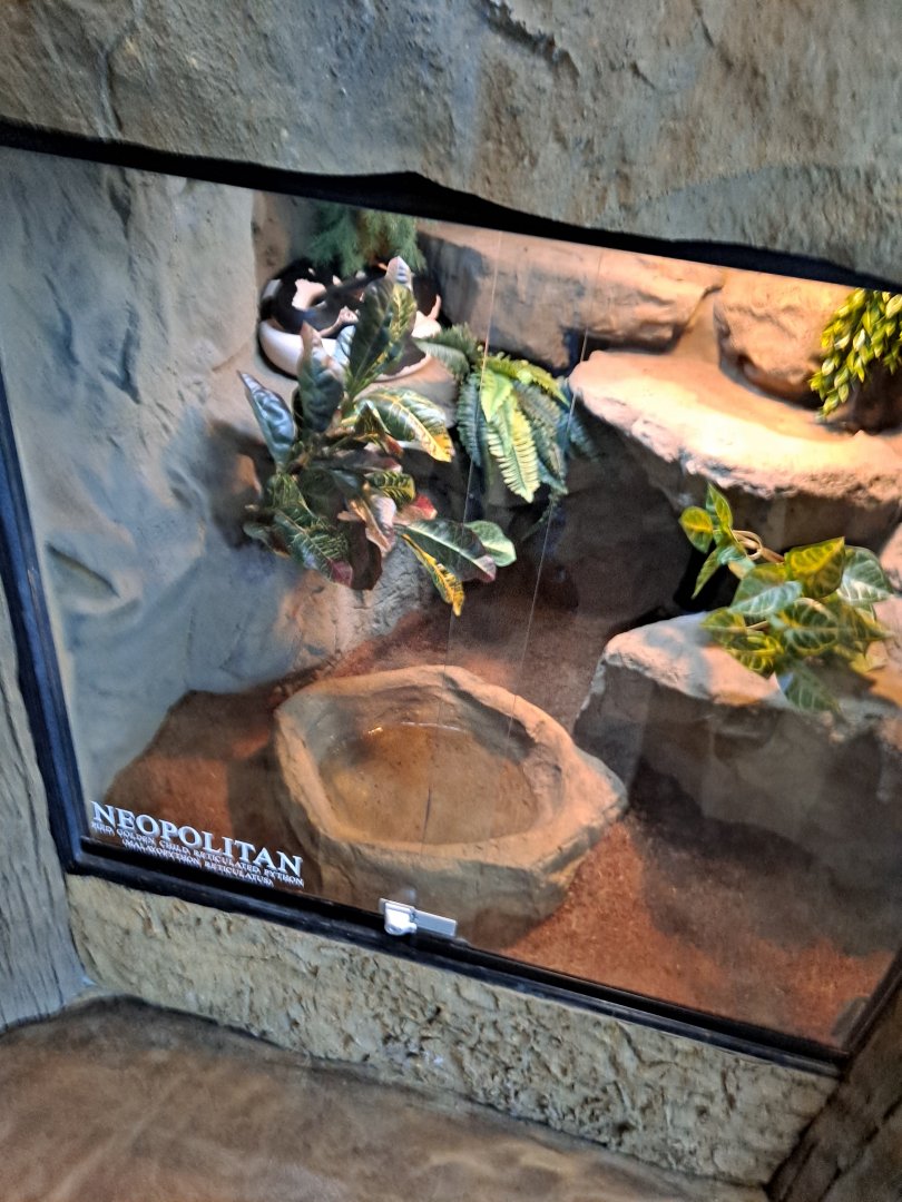 Reticulated Python (Neopolitan) Exhibit (4/19/25)